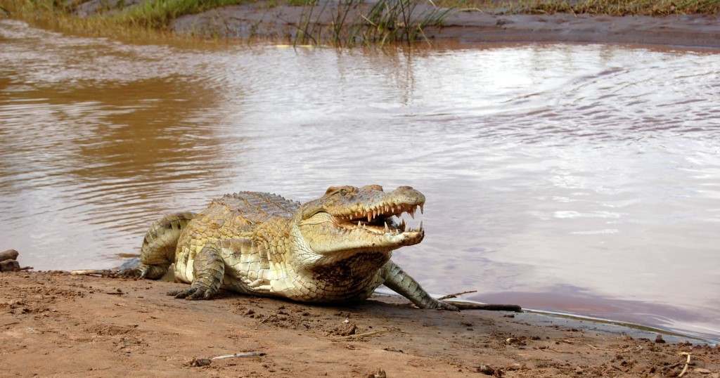 Zdjęcia: Kenia, Tsavo , Krokodyl z rzeki Galana, KENIA Zdjęcia: Kenia, Tsavo , Krokodyl z rzeki Galana, KENIA