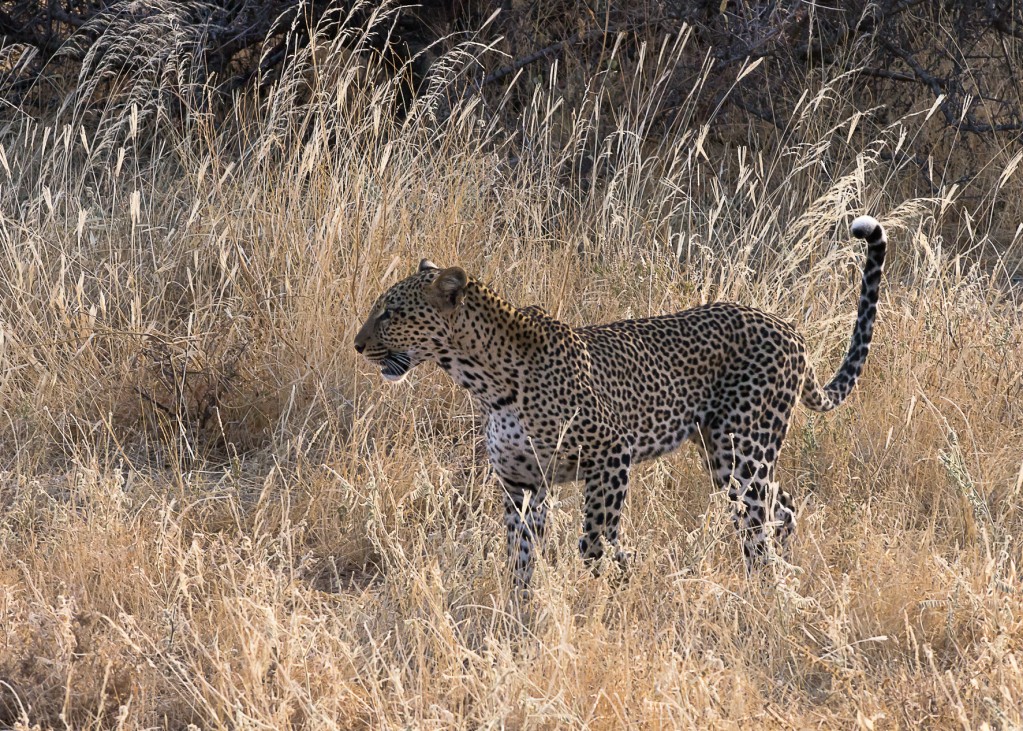 Zdjęcia: NP Samburu, NP Samburu, Kocurek, KENIA Zdjęcia: NP Samburu, NP Samburu, Kocurek, KENIA
