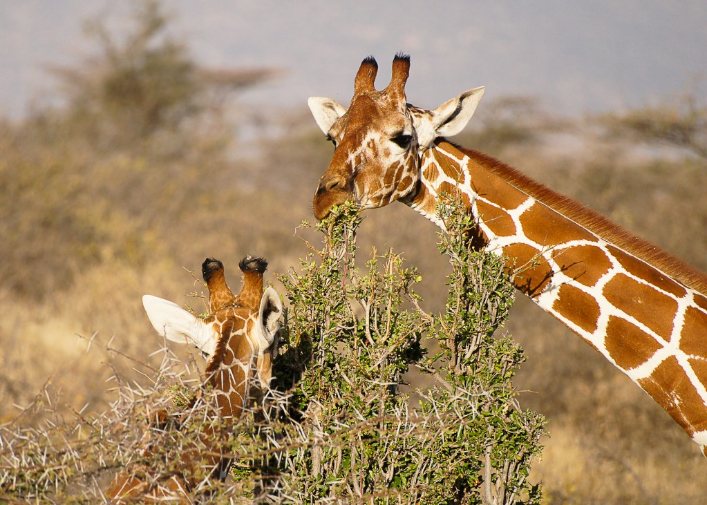 Zdjęcia: NP Samburu, NP Samburu, Żyfafy, KENIA Zdjęcia: NP Samburu, NP Samburu, Żyfafy, KENIA