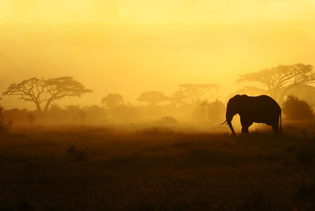 Zdjęcia: Park Narodowy Amboseli, Przy granicy z Tanzanią, "konkurs" , KENIA Zdjęcia: Park Narodowy Amboseli, Przy granicy z Tanzanią, "konkurs" , KENIA