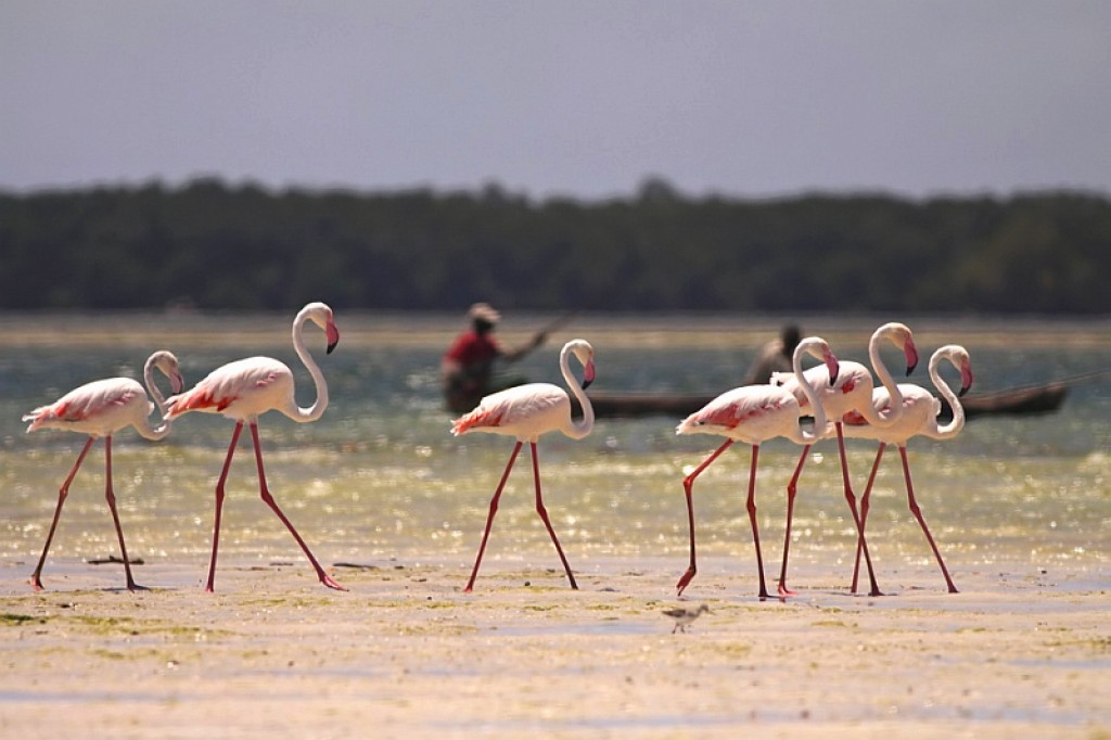 Zdjęcia: Mida Creek, Watamu, Flamingi różowe, KENIA Zdjęcia: Mida Creek, Watamu, Flamingi różowe, KENIA