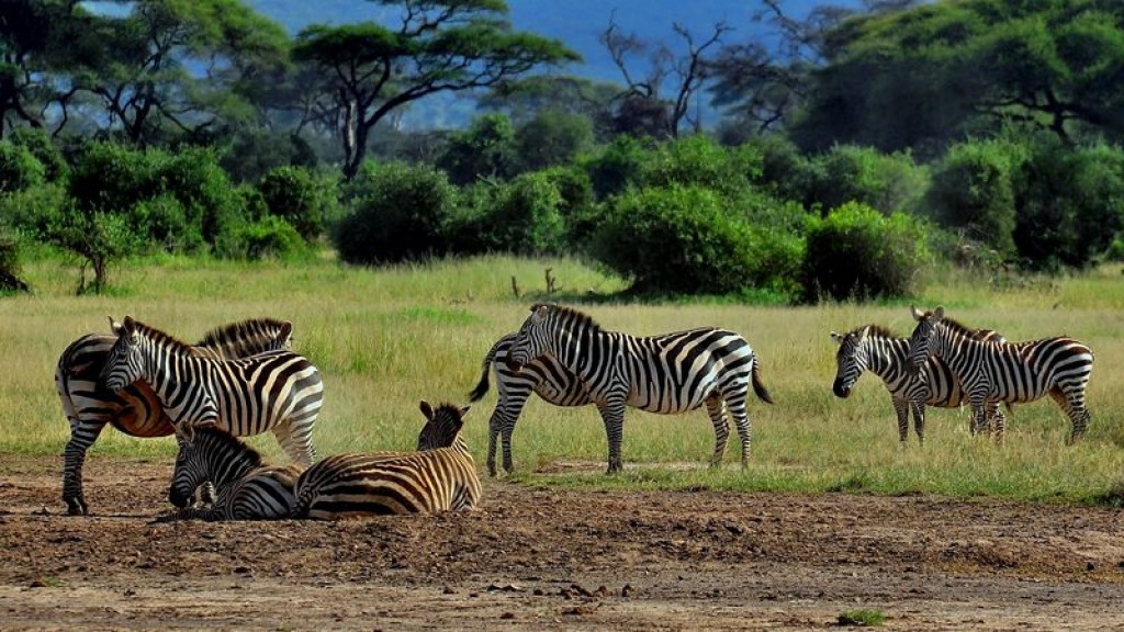 Zdjęcia: A.N.P, Amboseli National Park, KENIA Zdjęcia: A.N.P, Amboseli National Park, KENIA