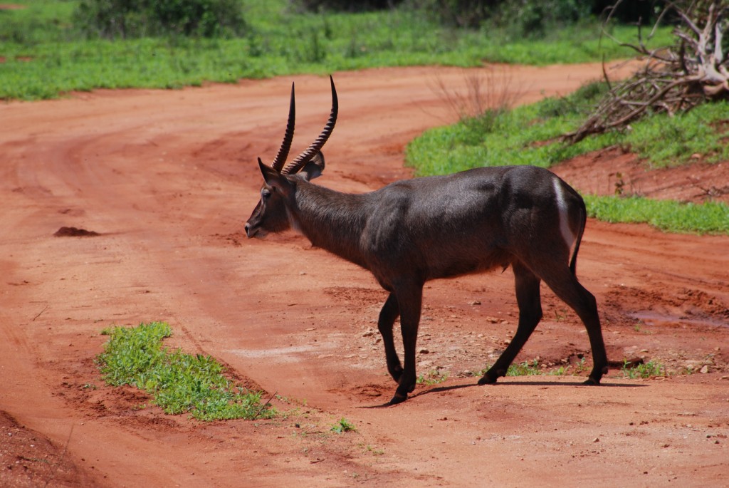 Zdjęcia: Park Narodowy Tsavo, między Nairobi a wybrzeżem, Przechodzień, KENIA Zdjęcia: Park Narodowy Tsavo, między Nairobi a wybrzeżem, Przechodzień, KENIA