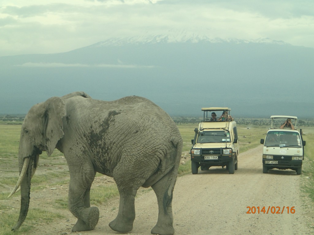 Zdjęcia: Tsavo/Amboseli/Diani , -Amboseli, ....moja kenia..., KENIA Zdjęcia: Tsavo/Amboseli/Diani , -Amboseli, ....moja kenia..., KENIA