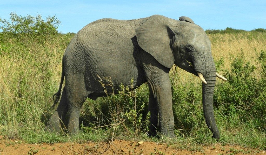Zdjęcia: Masai Mara, Masai Mara, Safari, KENIA Zdjęcia: Masai Mara, Masai Mara, Safari, KENIA