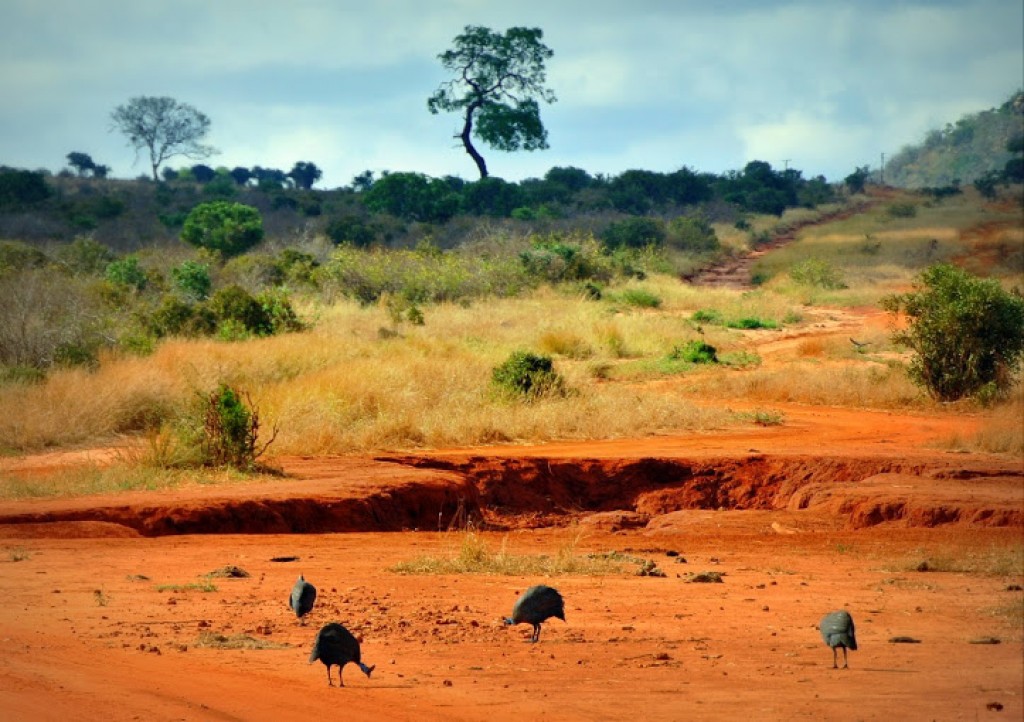 Zdjęcia: Tsavo East NP, Czerwona ziemia w Tsavo i stado perlic, KENIA Zdjęcia: Tsavo East NP, Czerwona ziemia w Tsavo i stado perlic, KENIA