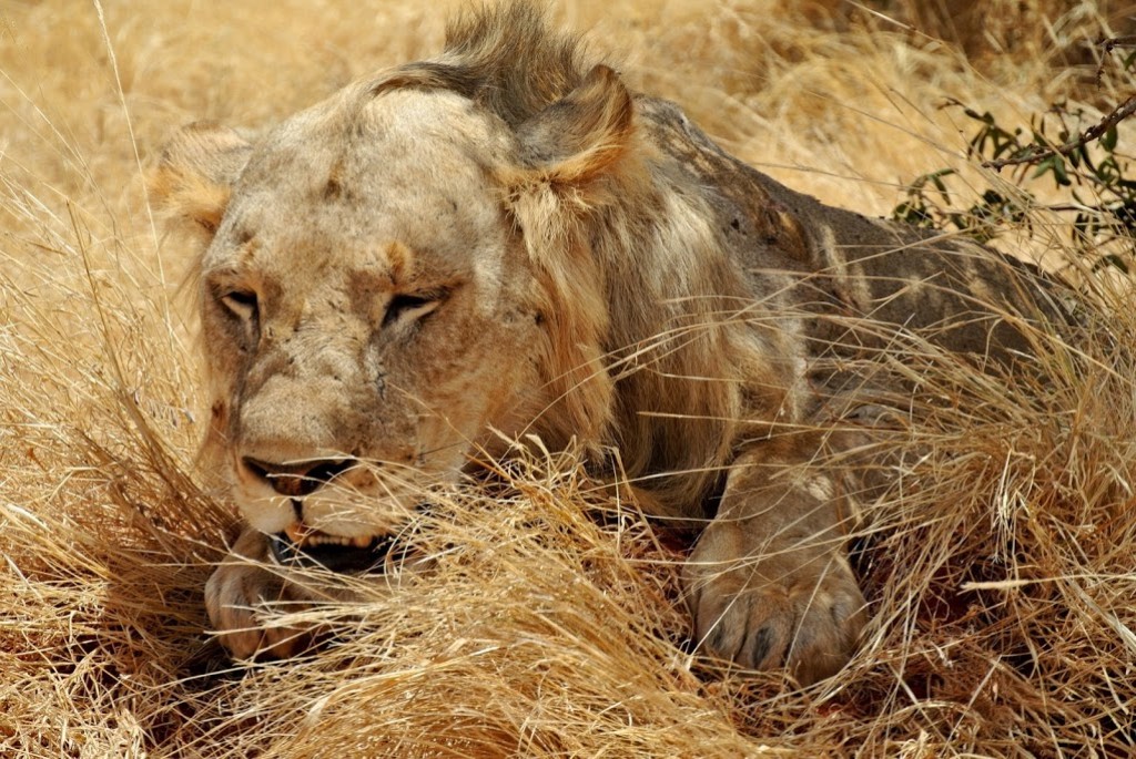 Zdjęcia: Tsavo East, zblizenie , KENIA Zdjęcia: Tsavo East, zblizenie , KENIA
