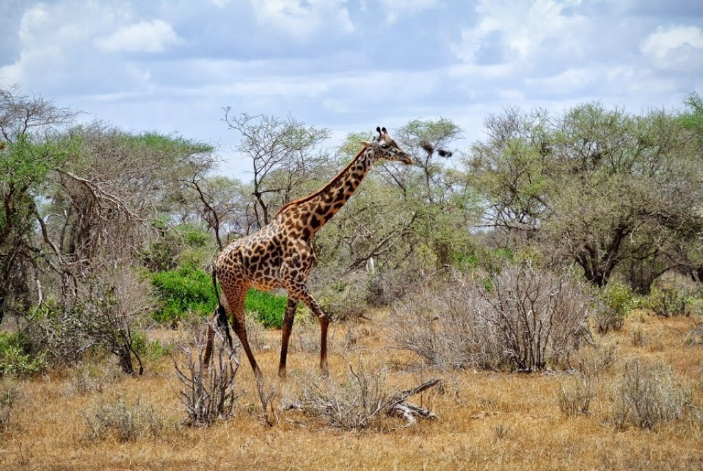 Zdjęcia: Tsavo East NP, W pelnej krasie, KENIA Zdjęcia: Tsavo East NP, W pelnej krasie, KENIA