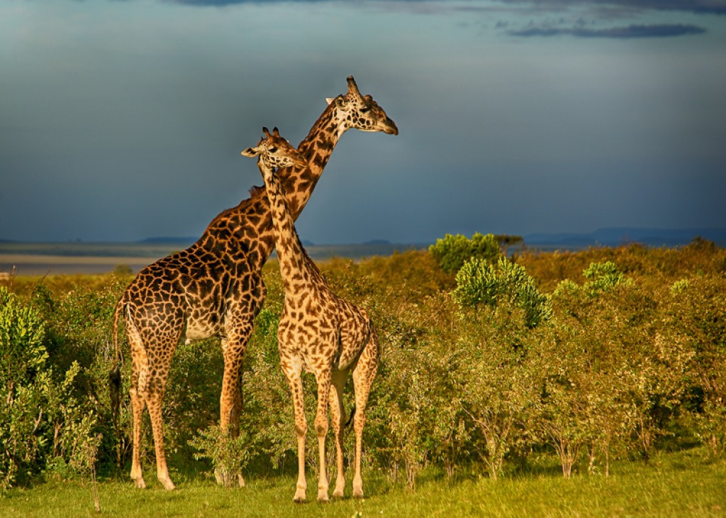 Zdjęcia: Rezerwat Masai Mara, Kenia, Żyrafy w Masai Mara, KENIA Zdjęcia: Rezerwat Masai Mara, Kenia, Żyrafy w Masai Mara, KENIA