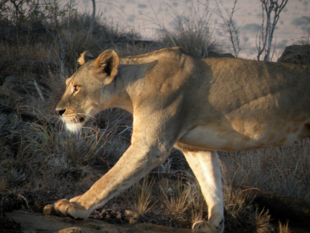 Zdjęcia: Tavo West, Mombasa, piękna i dumna, KENIA Zdjęcia: Tavo West, Mombasa, piękna i dumna, KENIA