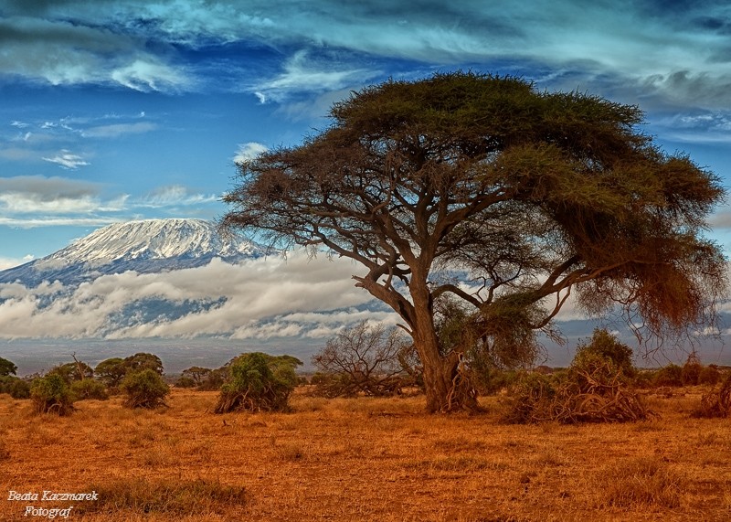 Zdjęcia: Park Amboseli, Kenia, Krajobraz Kenii, KENIA Zdjęcia: Park Amboseli, Kenia, Krajobraz Kenii, KENIA