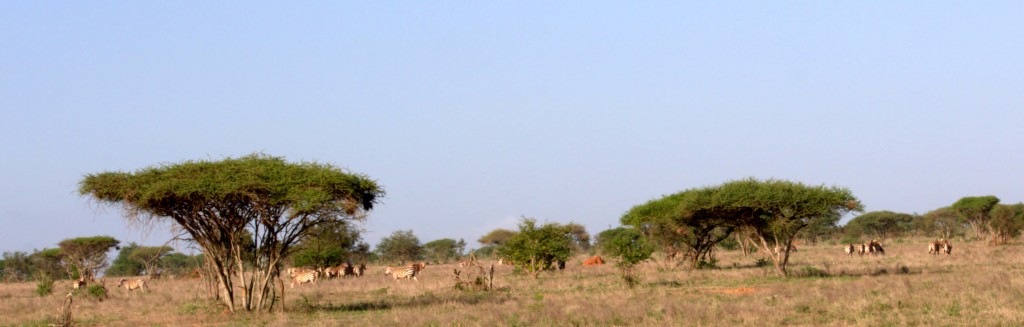Zdjęcia: Sawanna , Masajmara , Krajobraz Sawanny , KENIA Zdjęcia: Sawanna , Masajmara , Krajobraz Sawanny , KENIA