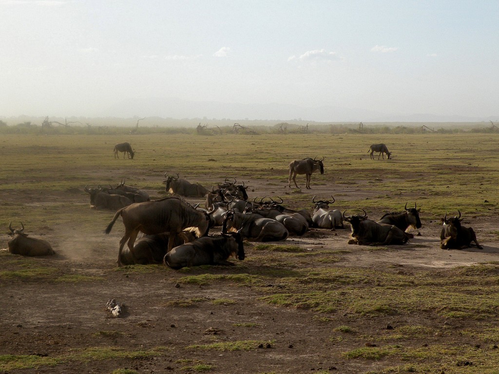 Zdjęcia: Park Narodowy Amboseli, południowa Kenia, Gnu, KENIA Zdjęcia: Park Narodowy Amboseli, południowa Kenia, Gnu, KENIA
