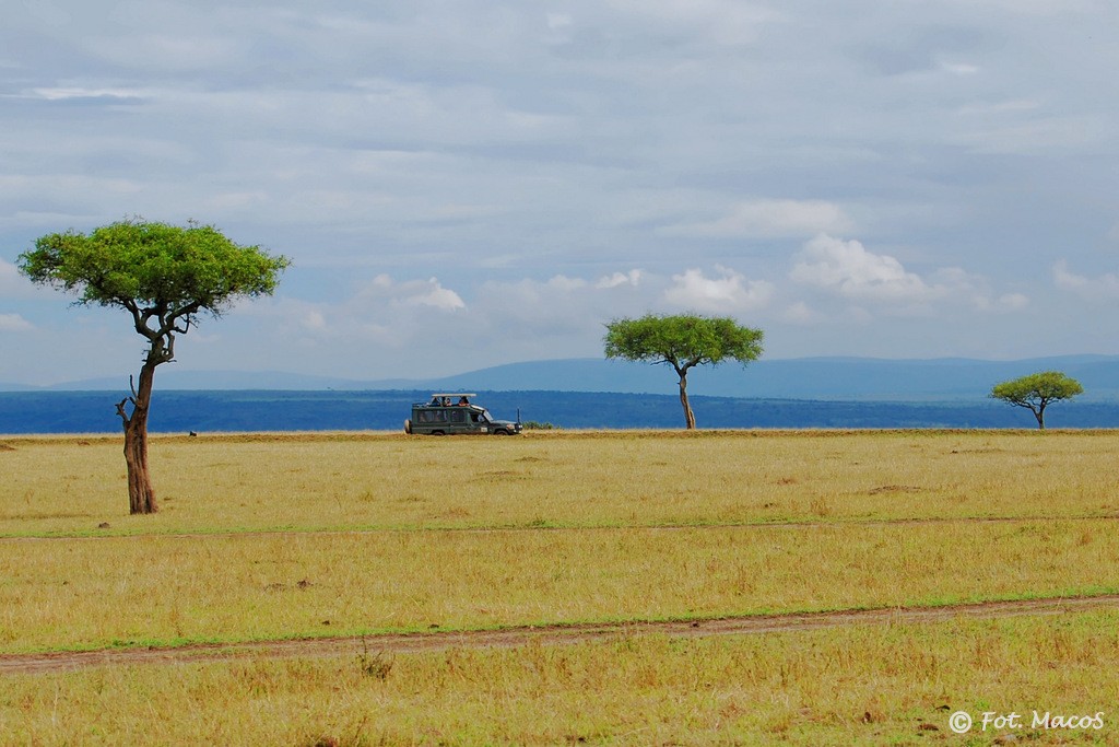 Zdjęcia: safari w Masai Mara, Park Narodowy Masai Mara, Safari, KENIA Zdjęcia: safari w Masai Mara, Park Narodowy Masai Mara, Safari, KENIA