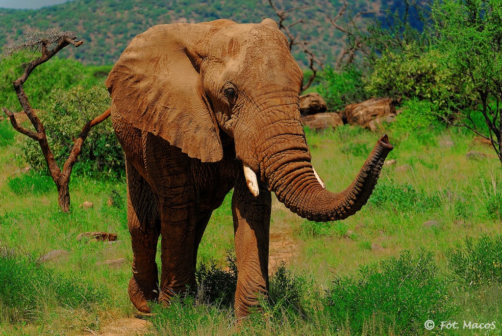 Zdjęcia: safari w Samburu, Park Narodowy Samburu, Słoń, KENIA Zdjęcia: safari w Samburu, Park Narodowy Samburu, Słoń, KENIA