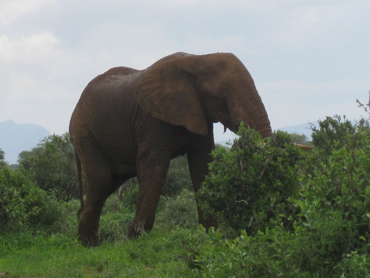 Zdjęcia: Tsavo National Park, Tsavo, Krajobraz z przysłoniętym tłem, KENIA Zdjęcia: Tsavo National Park, Tsavo, Krajobraz z przysłoniętym tłem, KENIA