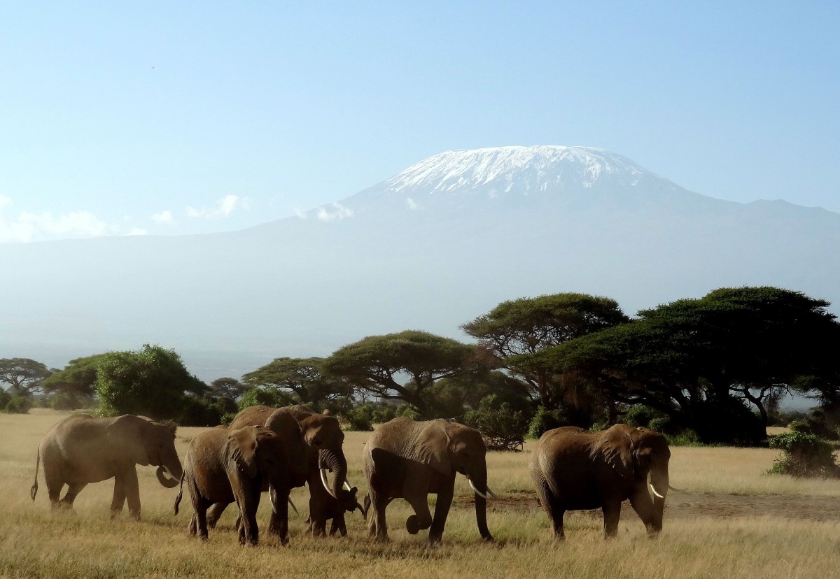 Zdjęcia: Kenia/Kilimandżaro, Amboseli, Amboseli, KENIA Zdjęcia: Kenia/Kilimandżaro, Amboseli, Amboseli, KENIA