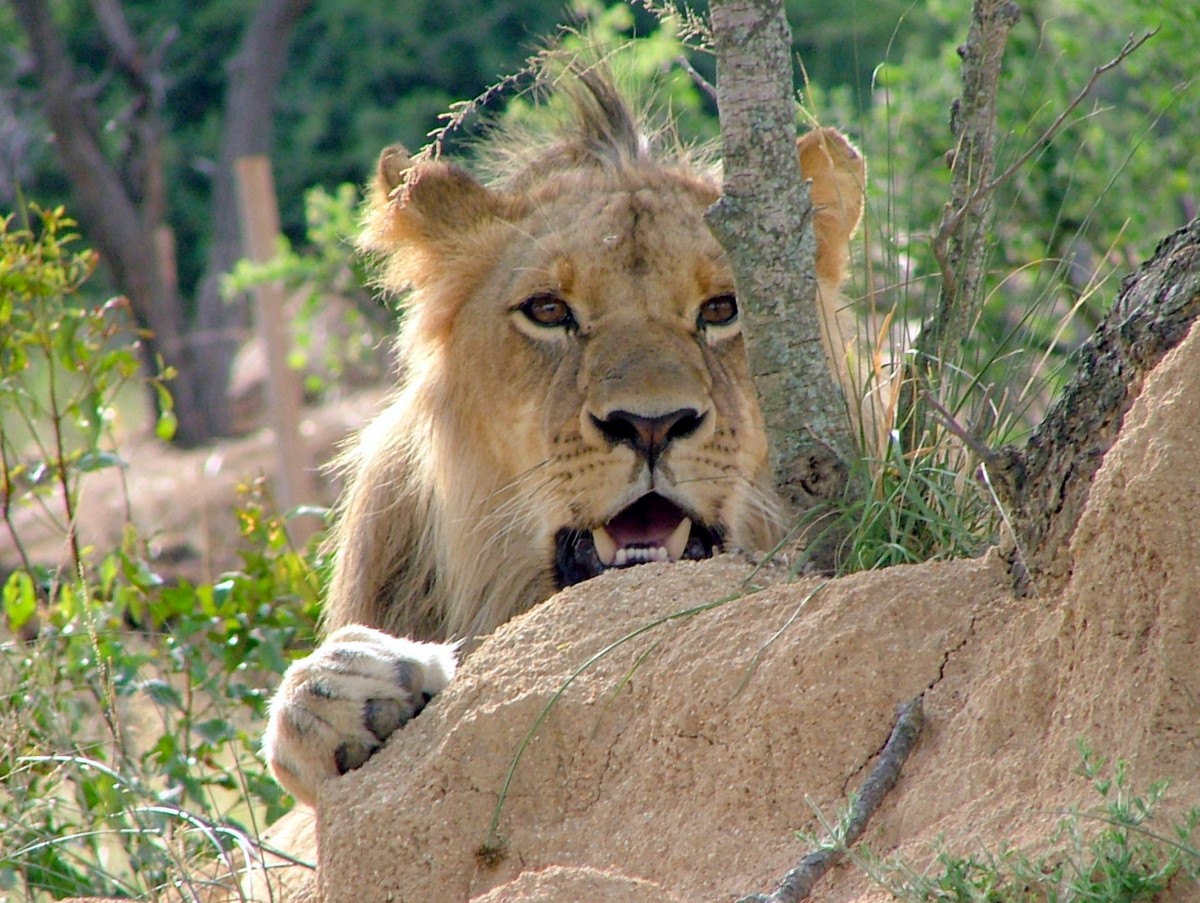 Zdjęcia: Kenia, Masai Mara, Polujący, KENIA Zdjęcia: Kenia, Masai Mara, Polujący, KENIA