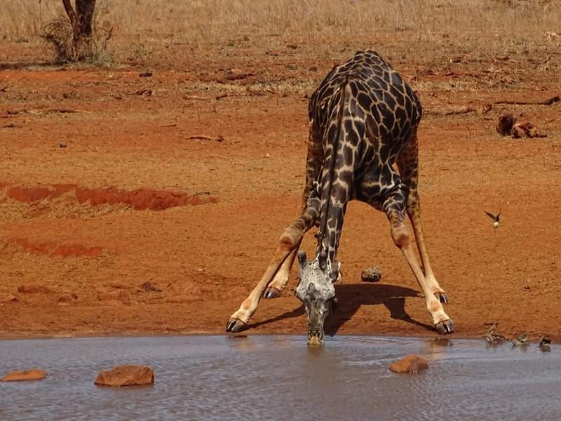 Zdjęcia: Kenia , Kenia Safari , KENIA Zdjęcia: Kenia , Kenia Safari , KENIA
