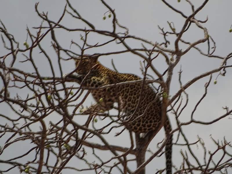 Zdjęcia: Kenia , Kenia , Kenia Safari , KENIA Zdjęcia: Kenia , Kenia , Kenia Safari , KENIA