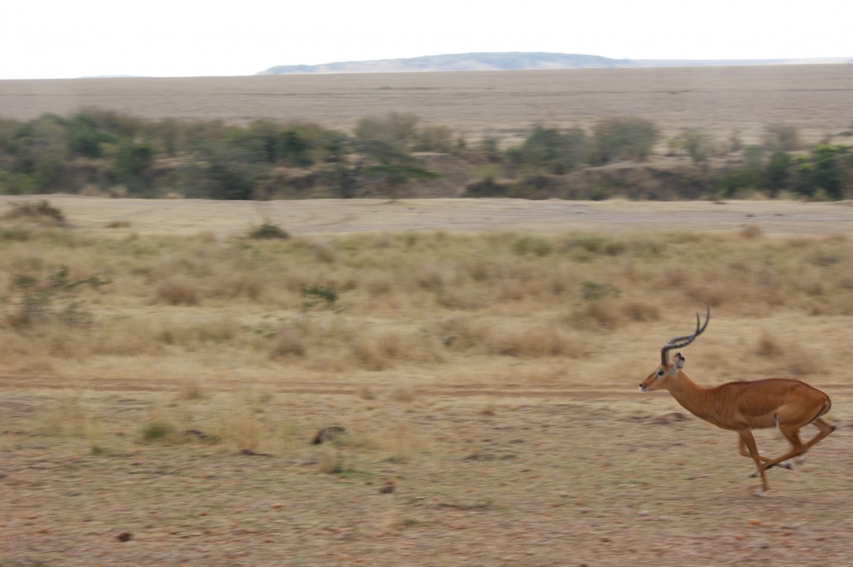 Zdjęcia: safari, masai mara, biegnąca antylopa , KENIA Zdjęcia: safari, masai mara, biegnąca antylopa , KENIA