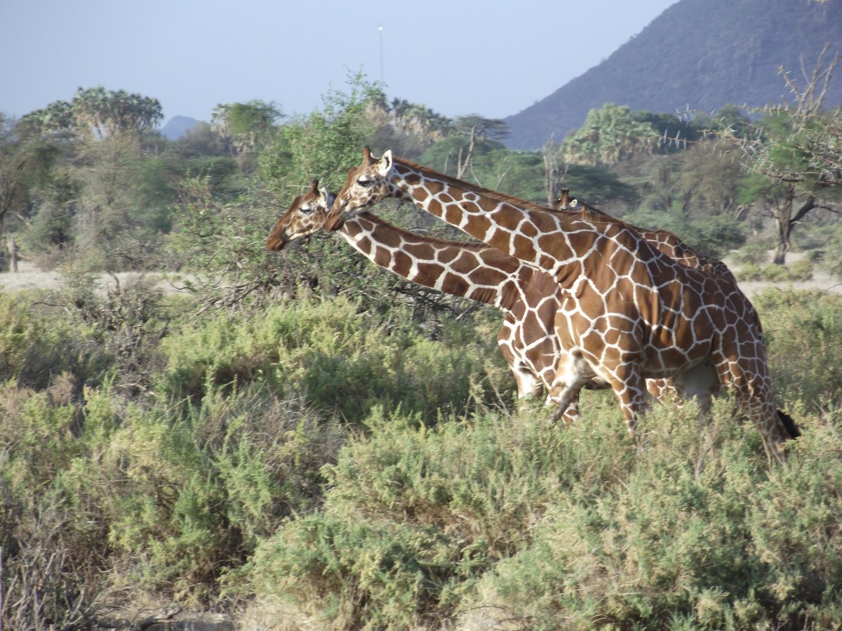 Zdjęcia: Samburu, Samburu, Kto pierwszy do mety?, KENIA Zdjęcia: Samburu, Samburu, Kto pierwszy do mety?, KENIA