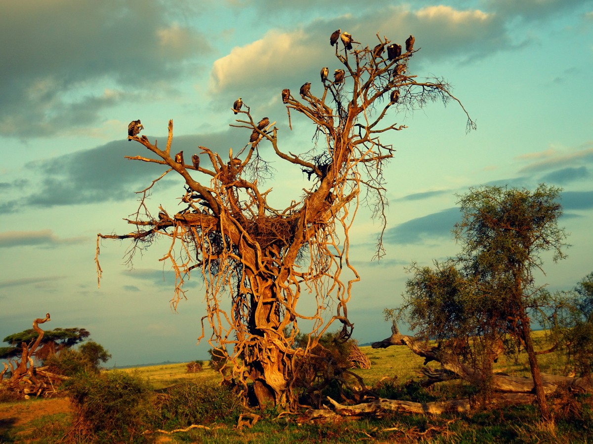 Zdjęcia: Amboseli National Park , Amboseli , Apokalipsa, KENIA Zdjęcia: Amboseli National Park , Amboseli , Apokalipsa, KENIA