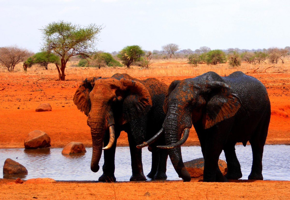 Zdjęcia: Tsavo East, Pomarańczowe słonie, KENIA Zdjęcia: Tsavo East, Pomarańczowe słonie, KENIA