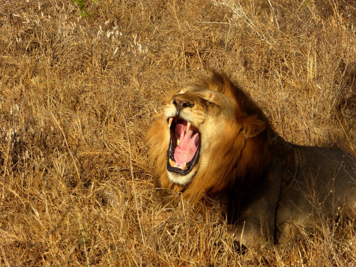 Zdjęcia: Tsavo East, W paszczy lwa, KENIA Zdjęcia: Tsavo East, W paszczy lwa, KENIA