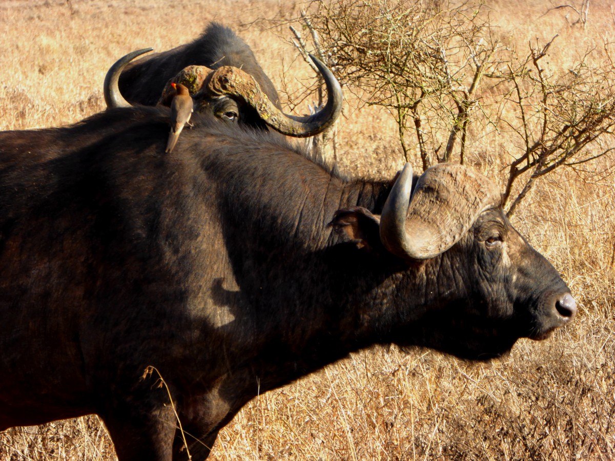 Zdjęcia: Tsavo East, Kenia Wschodnia, Złaź kolego!, KENIA Zdjęcia: Tsavo East, Kenia Wschodnia, Złaź kolego!, KENIA
