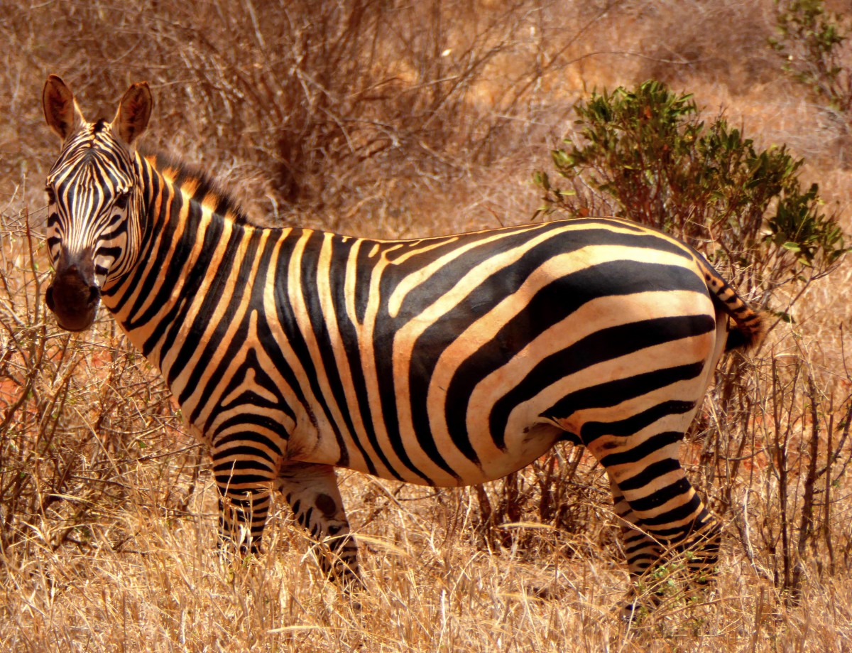 Zdjęcia: Tsavo East, Kenia Wschodnia, Zeberka, KENIA Zdjęcia: Tsavo East, Kenia Wschodnia, Zeberka, KENIA