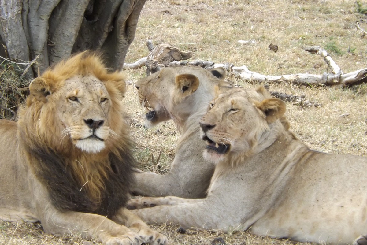 Zdjęcia: kenia, kenia, kenia, KENIA Zdjęcia: kenia, kenia, kenia, KENIA
