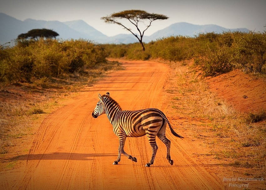 Zdjęcia: Amboseli, Amboseli, Zebra, KENIA Zdjęcia: Amboseli, Amboseli, Zebra, KENIA