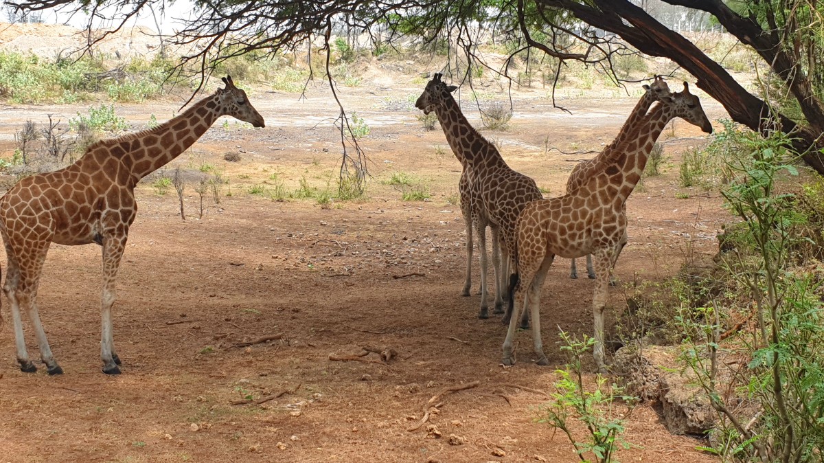 Zdjęcia: Park Hallera, Mombasa, Źyrafy, KENIA Zdjęcia: Park Hallera, Mombasa, Źyrafy, KENIA