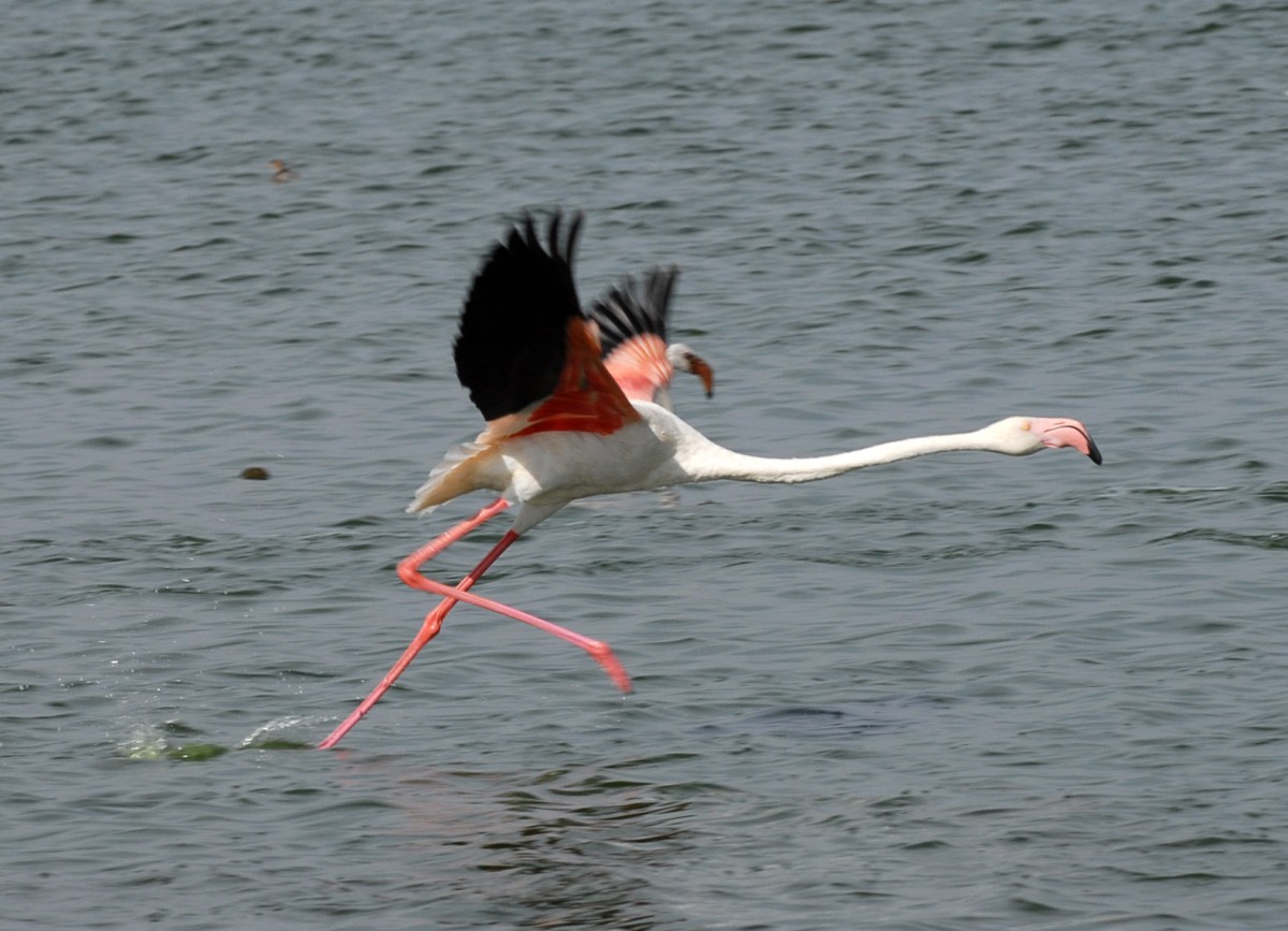 Zdjęcia: Lake Naivasha, Nakuru, Greater Flamingo, KENIA Zdjęcia: Lake Naivasha, Nakuru, Greater Flamingo, KENIA