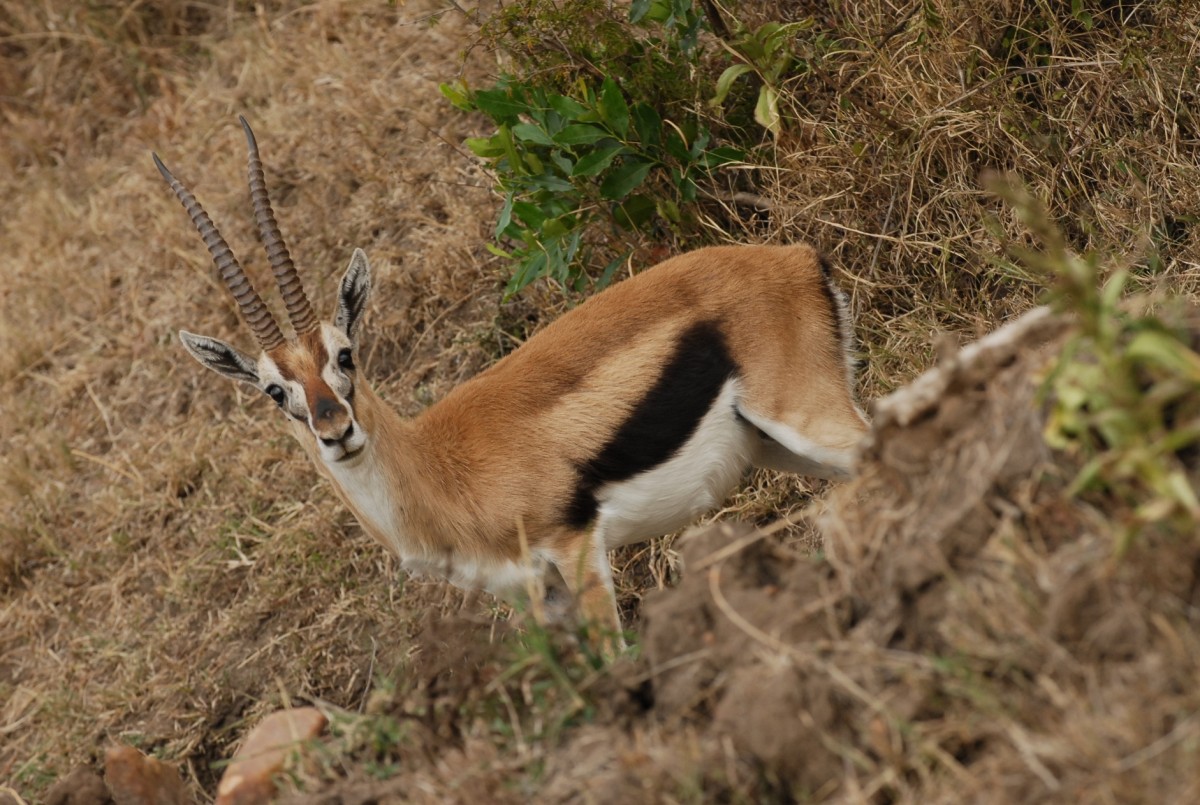 Zdjęcia: Masai Mara, Narok, Zaskoczona gazela, KENIA Zdjęcia: Masai Mara, Narok, Zaskoczona gazela, KENIA