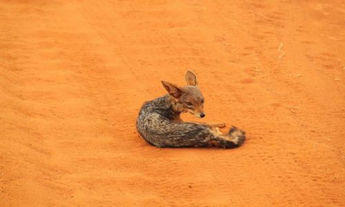 Zdjcie KENIA / Tsavo / Tsavo National Park / Kenia we wrzeniu - 4 parki narodowe
