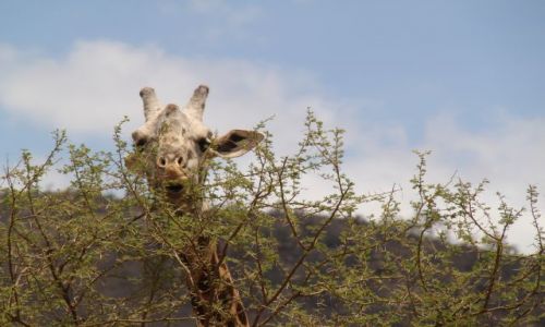 Zdjcie KENIA / Tsavo / Tsavo National Park / Kenia we wrzeniu - 4 parki narodowe