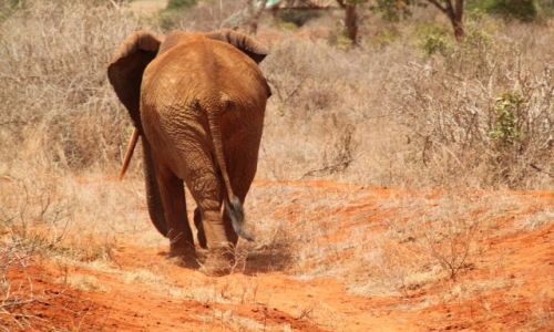 Zdjecie KENIA / Tsavo / Tsavo National Park / Kenia we wrzeniu - 4 parki narodowe