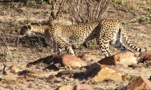 KENIA / brak / Amboseli / gepard