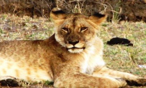 KENIA / brak / Amboseli / po obiedzie