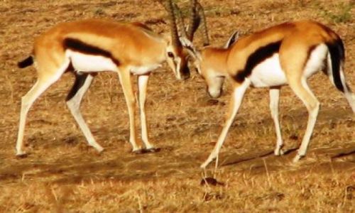 KENIA / brak / masaj-mara / moja miedza...