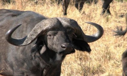 KENIA / brak / masaj-mara / jestem boski..