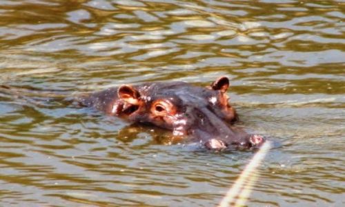 KENIA / brak / lake Boringo / cudowna woda...