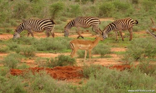 Zdjcie KENIA / Tsavo East / Tsavo East / Zebry, park narodowy Tsavo East