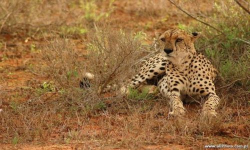 Zdjecie KENIA / Tsavo East / Tsavo East / Gepard, Park narodowy Tsavo East