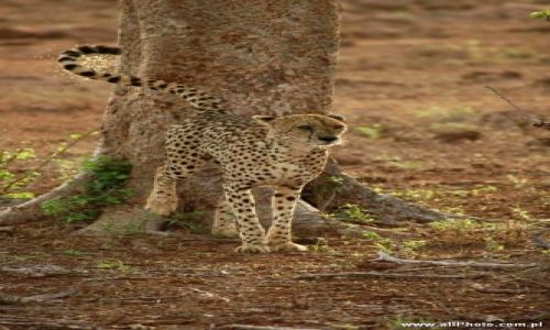 Zdjecie KENIA / Tsavo East / Tsavo East / Gepard w parku narodowym Tsavo East