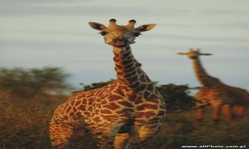 Zdjecie KENIA / Tsavo East / Tsavo East / Zyrafy w parku narodowym Tsavo East