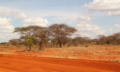 Zdjcie KENIA / Kenia / Tsavo National Park / czerowno