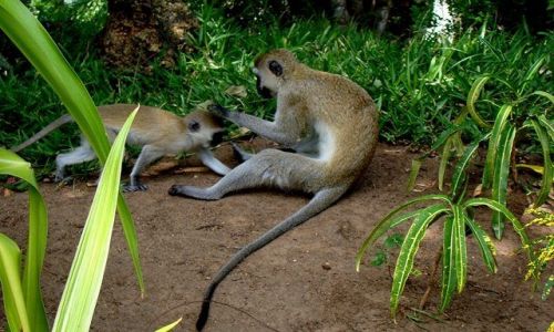 Zdjecie KENIA / - / Ukunda / Koczkodany
